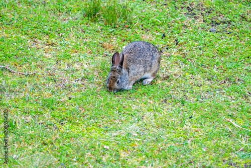 Andean cottontail (Sylvilagus andinus) in the grass, in the Antisana Ecological Reserve, Ecuador