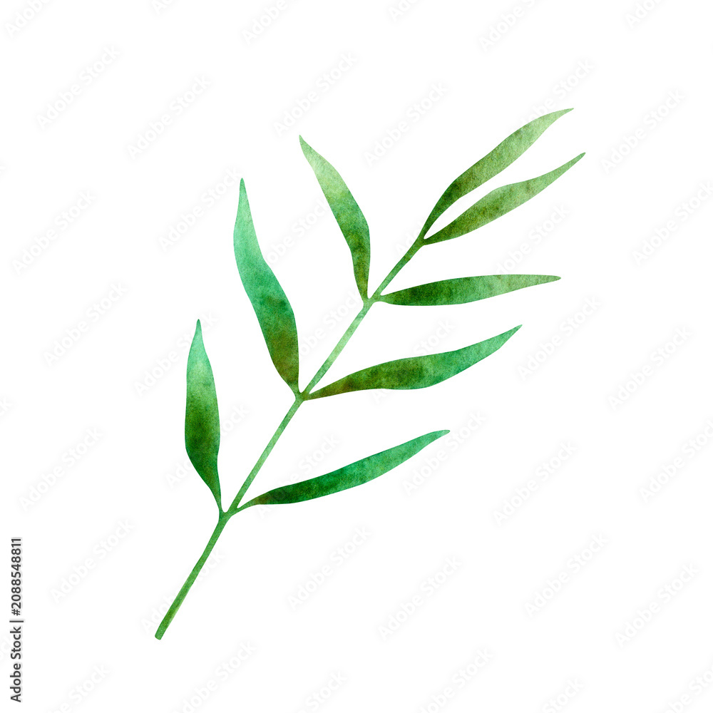 Fototapeta premium Watercolor illustration of lavender leaf isolated on a white background.