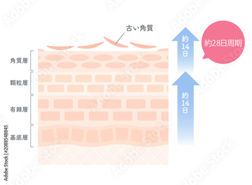 Cuadro en lienzo 約28日周期のターンオーバーと角質が生まれ変わる仕組みを示した美容図解イラスト