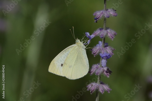 the small white butterfly (Pieris rapae)