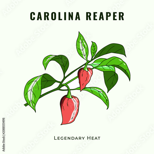 Carolina Reaper