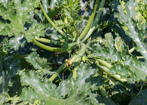 Quadro su tela Zucchini Plant Alberello di Sarzana Variety with Light Green Fruits in Garden