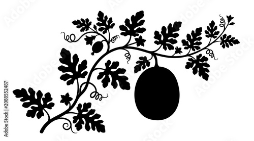 Black silhouette of grapevine branch.