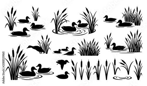 Photos Peaceful Duck Pond Hand Drawn Nature Scene Collection with Reeds Water Birds and