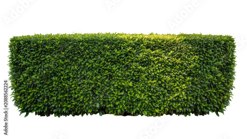 Tableau sur toile Dense green hedge with sunlight on leaves, isolated on transparent background