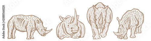 Foto Collection of rhinoceros illustrations in an engraving line art style