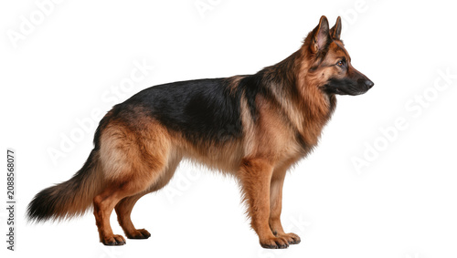 фотографія Majestic German Shepherd dog standing alert, isolated on transparent background