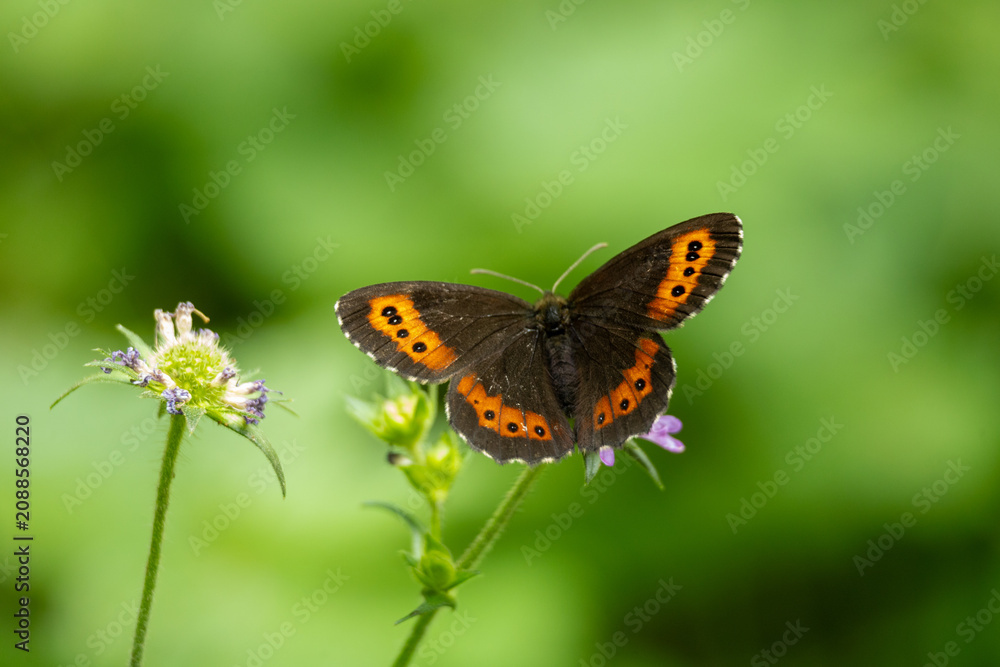 Fototapeta premium Papillon brun et orange posé sur une fleur sauvage dans un environnement naturel. Photographie macro mettant en valeur la biodiversité, la pollinisation et la beauté de la faune.