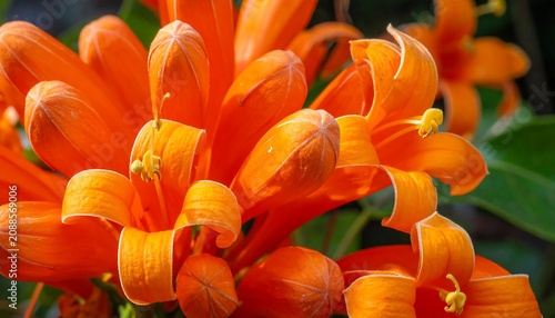 Close-up of vibrant orange trumpet-shaped flowers, tightly clustered, against blurred green foliage, showing delicate details
