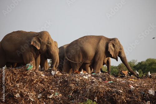 Photography Group of Asian elephants searches through a heap of discarded garbage while birds fly nearby