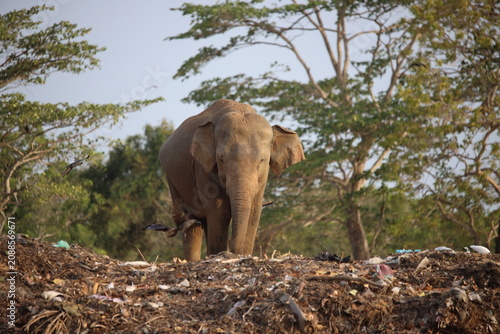 Foto Group of Asian elephants searches through a heap of discarded garbage while birds fly nearby