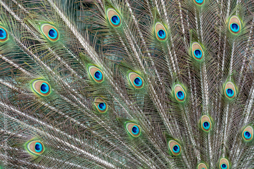 Obraz premium Peacock feather pattern, bright green - blue bird tail texture