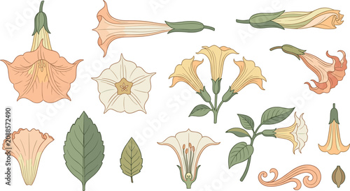 Trumpet Flower Botanical Vector Collection with Bloom Bud Leaf Floral Elements Hand Drawn Isolated Set for Nature Design Projects