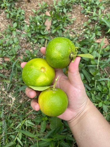 limes and lemons. Lime tree. Lime fruit. Green lime. Citrus fruit. Tropical fruit. Fruit tree. Orchard. Fresh lime. Organic farming. Agriculture. Nature. Garden.