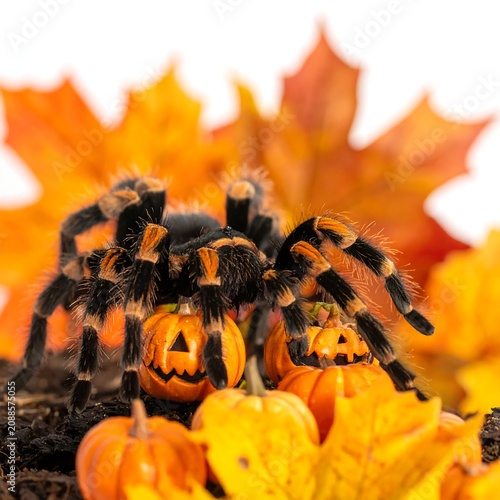 Hairy Tarantula Resting on Mini Jack O Lantern Pumpkins with Autumn Leaves