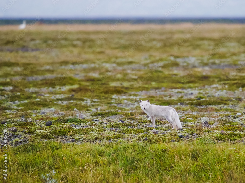 Fototapeta premium Arctic fox standing in the vast green tundra landscape of Iceland