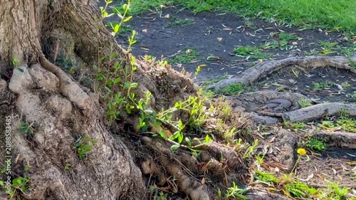 Several fuzzy honeybees swarm and fly actively around a hollow opening in the weathered bark of a large textured tree trunk on a warm sunny spring daytime afternoon