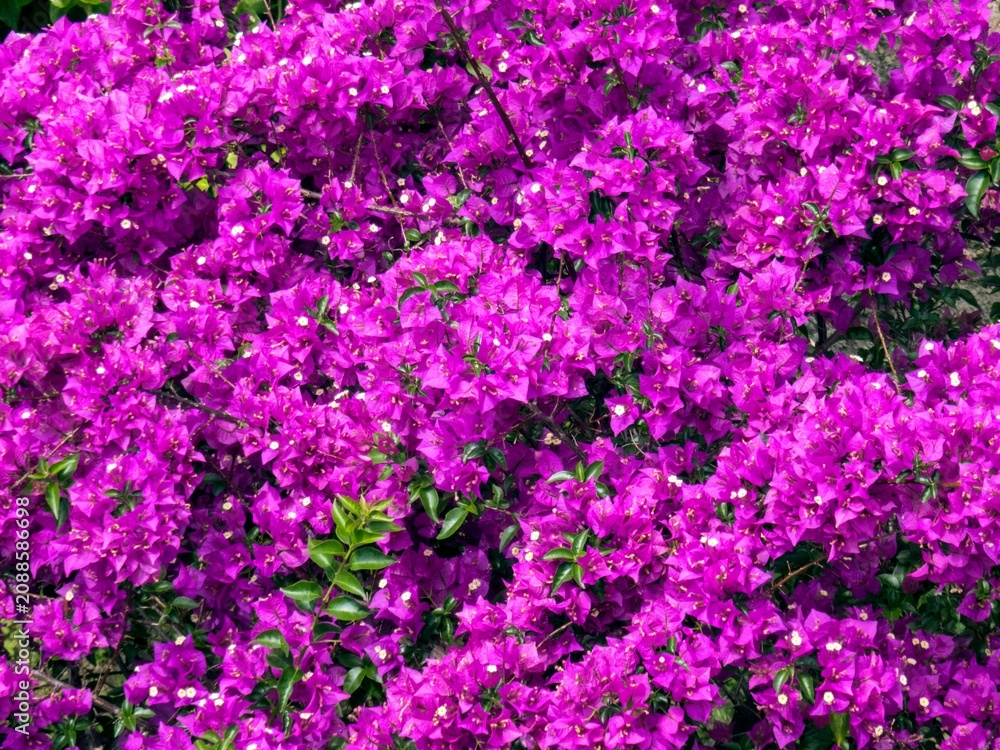 Obraz premium flower