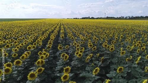  Flying Above Vast Sunflower Field