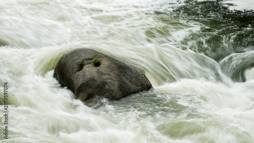 Obraz na płótnie River rapids flowing swiftly around resilient rock with plants