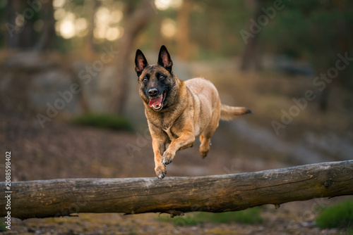 Εκτύπωση καμβά Belgian Shepherd Malinois photoshoot in the forest at sunset