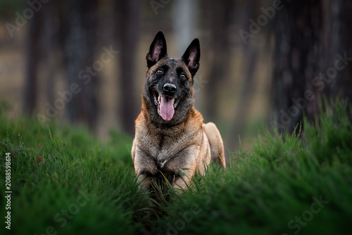 Obraz na plátne Belgian Shepherd Malinois photoshoot in the forest at sunset