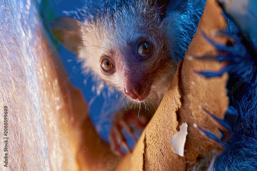 Fototapeta premium Aye-aye lemur with wide alert eyes and slender fingers gripping a textured tree branch in a nocturnal forest for wildlife and biology education