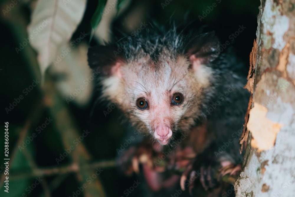 Fototapeta premium Aye-aye lemur with wide eyes and coarse fur peering from behind a tree trunk in a dark forest for nocturnal wildlife and conservation themes