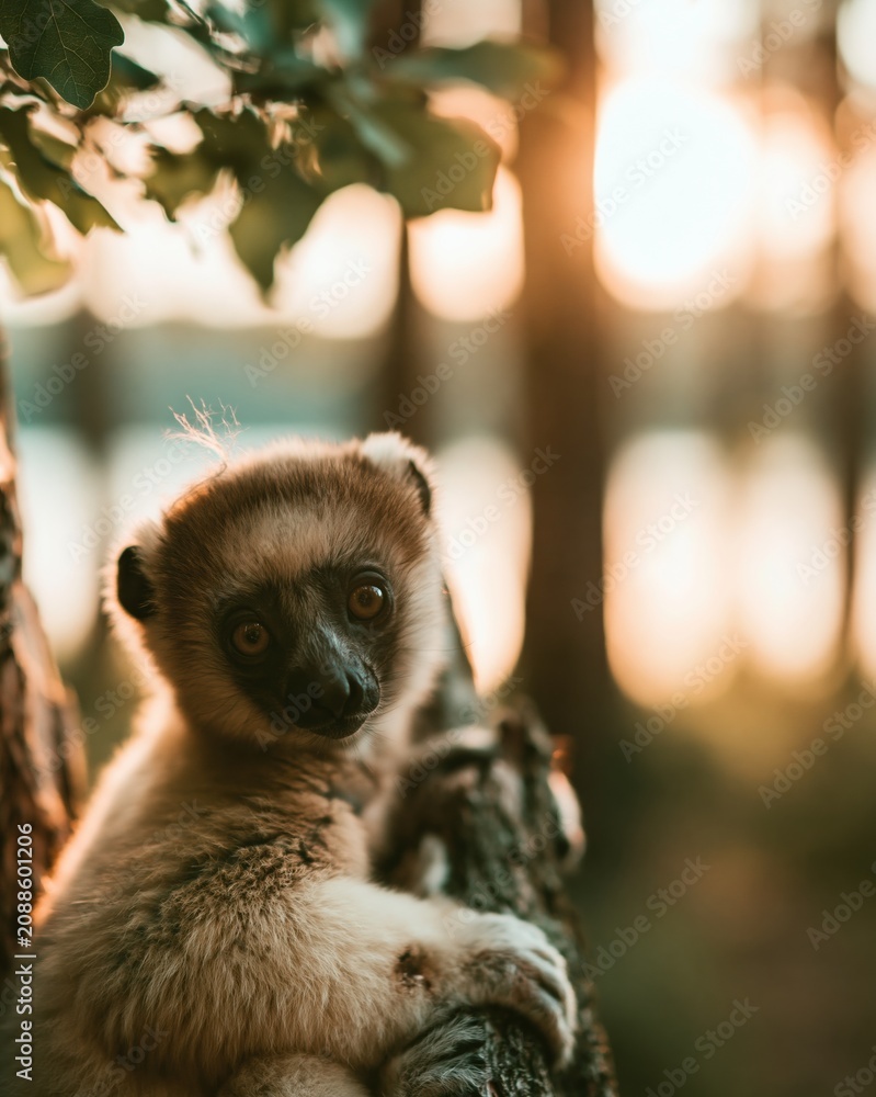 Fototapeta premium Adorable diademed sifaka lemur voi plush silky fur clinging to a tree in a lush forest during for wildlife conservation and nature education