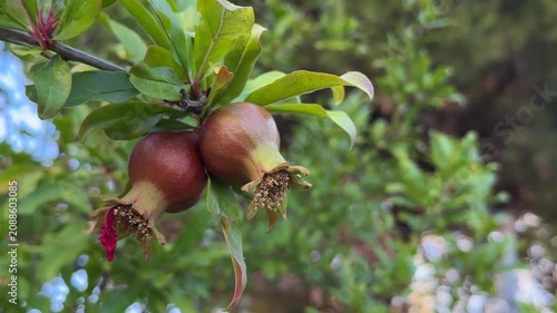 Pomegranate fruits grow on branches in a garden during late summer