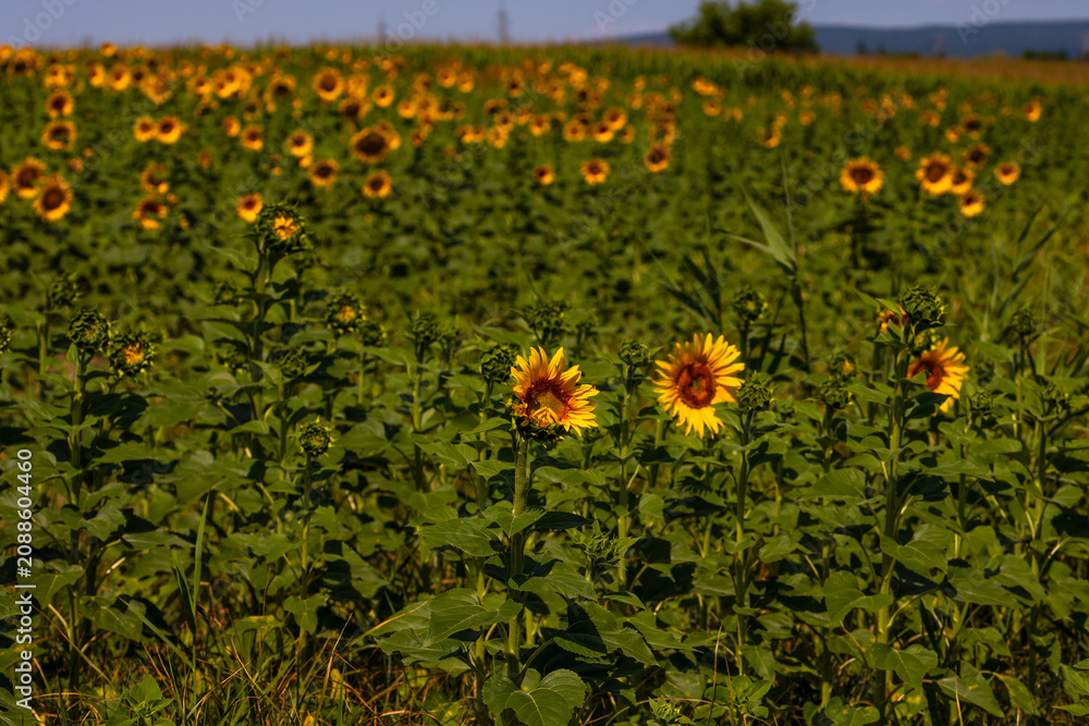Obraz premium Sunflower field. Agriculture, sunflower seeds growing concept