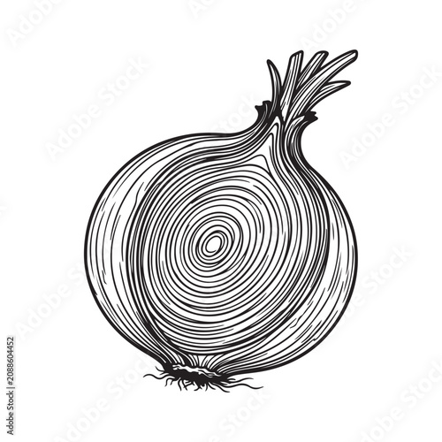 Detailed black and white line of a sliced onion showing internal concentric rings and roots, isolated on a white background