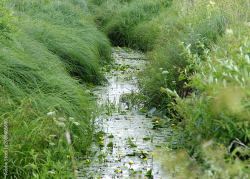 A small stream and flowers