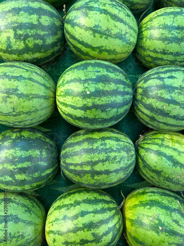 фотографія These are Crimson Sweet watermelons, which are a popular large, striped variety