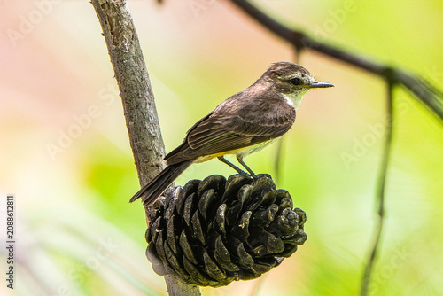 Vermilion Flycatcher (Pyrocephalus rubinus) Photo, Female Perched on a Pine Cone