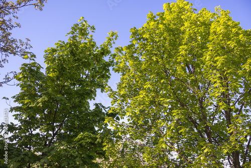 Fresh green deciduous trees covered with young spring leaves under a clear blue sky