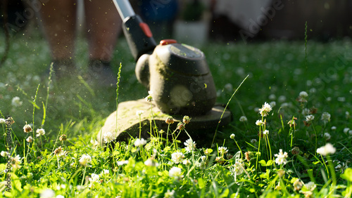A lawn trimmer cuts through a green meadow full of blooming white clover, resulting in the loss of an important food source for wild bees and insects.
