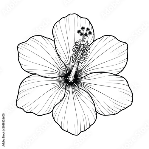 Canvastavla Detailed black and white line art illustration of a tropical hibiscus flower, showcasing its intricate petals and prominent stamen structure