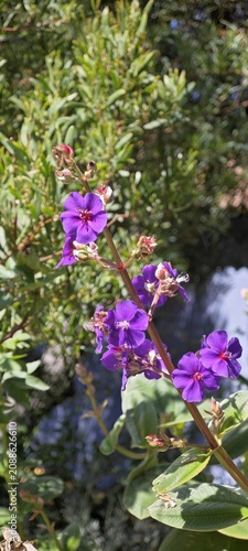 Lilafarbene Blume auf La Palma