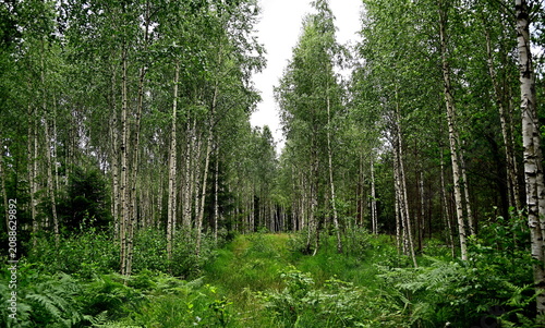 Birch forest