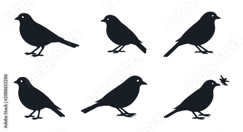 Six black birds standing and flying with twig in natural environment.
