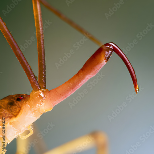 Praying Mantis Foreleg Macro Detail