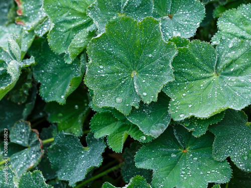 Tableau sur toile Alchemilla mollis is a perennial herbaceous creeping plant, a species of the genus Alchemilla of the Rosaceae family