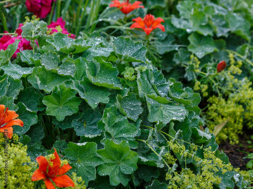 Cuadro en lienzo Alchemilla mollis is a perennial herbaceous creeping plant, a species of the genus Alchemilla of the Rosaceae family