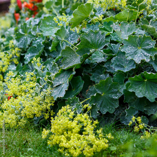 Foto Alchemilla mollis is a perennial herbaceous creeping plant, a species of the genus Alchemilla of the Rosaceae family