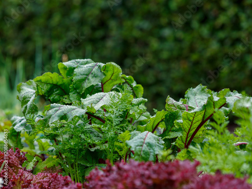 Beetroot cultivation in the garden. Young beet leaves in the garden. Vegetables and healthy herbs in the garden after the rain.