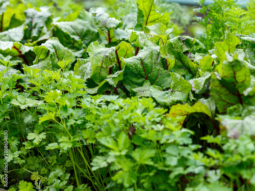 Beets grow in a garden bed. Young beet leaves in raindrops. Growing beets in the garden.