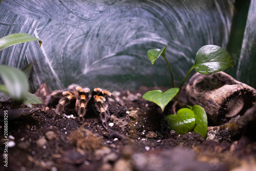 Фотография Mexican redknee tarantula brachypelma hamorii spider sitting on ground in tropical terrarium