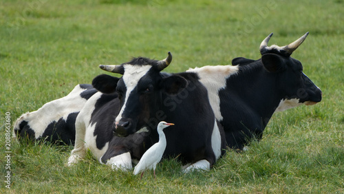 Foto white cattle egret (bubulcus ibis) standing in the green grass next to resting b