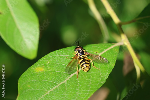 Hoverfly resting on a leaf
